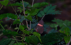 Heliconius