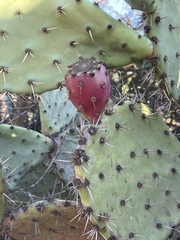 Opuntia semispinosa