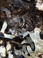 Pseudicius encarpatus