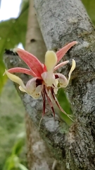 Theobroma cacao