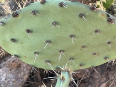 Opuntia semispinosa