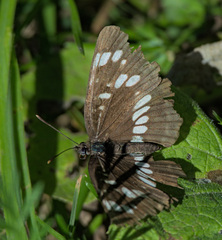 Neptis rivularis