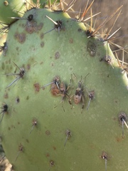Opuntia semispinosa