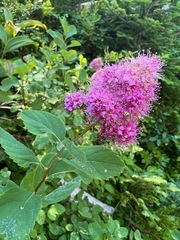 Spiraea