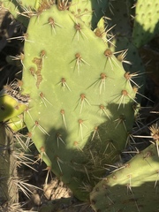 Opuntia semispinosa