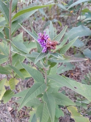 Vernonia baldwinii