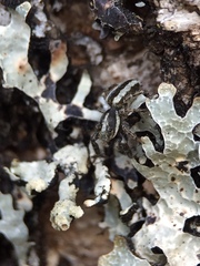 Pseudicius encarpatus