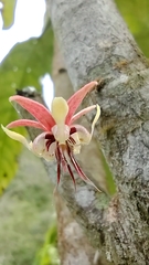 Theobroma cacao