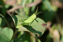 Patanga japonica
