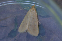 Achyra nudalis