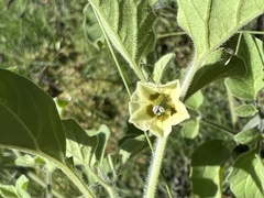 Physalis neomexicana
