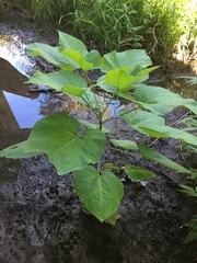 Catalpa bignonioides