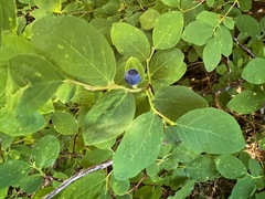Vaccinium ovalifolium