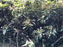 Hydrangea integrifolia