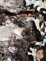 Pseudicius encarpatus