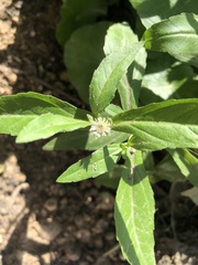 Eclipta prostrata