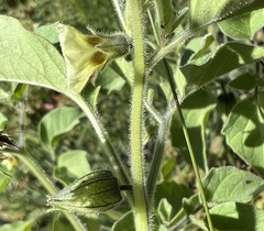 Physalis neomexicana