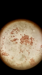 Polystichum californicum