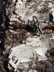 Pseudicius encarpatus