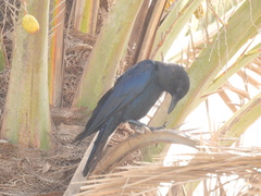 Corvus sinaloae