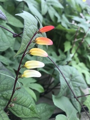 Ipomoea lobata