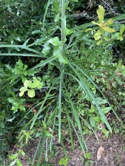 Lactuca graminifolia