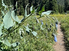 Mertensia paniculata