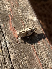 Oedipoda