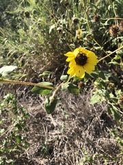 Helianthus