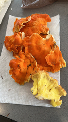 Laetiporus sulphureus