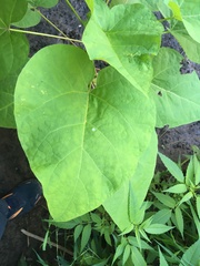 Catalpa bignonioides