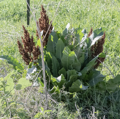 Rumex