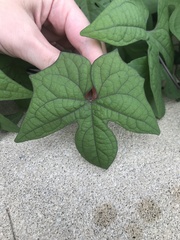Ipomoea lobata