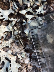 Pseudicius encarpatus