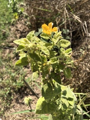 Allowissadula holosericea