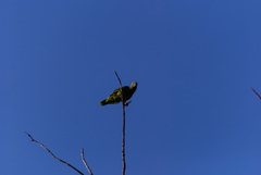 Amazona ochrocephala