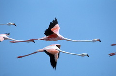Phoenicopterus roseus