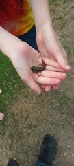 Cottus gobio