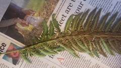 Polystichum californicum