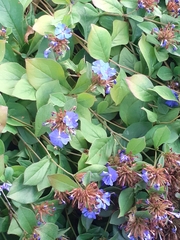 Ceratostigma plumbaginoides