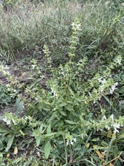Stachys annua