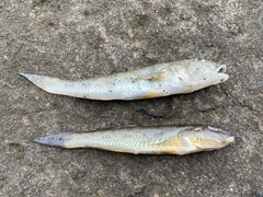 Acanthogobius flavimanus
