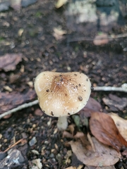 Basidiomycota