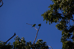 Brotogeris jugularis