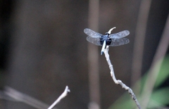 Erythrodiplax unimaculata
