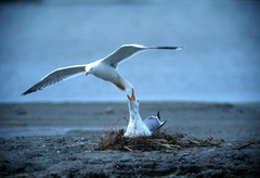 Larus fuscus