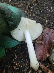 Basidiomycota