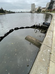 Acanthogobius flavimanus