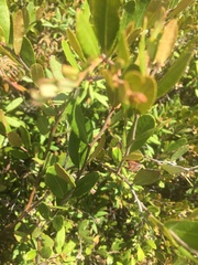 Chamaedaphne calyculata