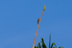 Thraupis palmarum